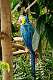 212: MaCaw - Blue-and-Yellow
