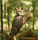 229: Owl - Great horned M1