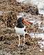 524: Oystercatcher - American M6