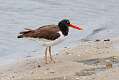 233: Oystercatcher - American M9