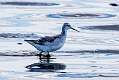 244: Phalarope - Wilson's M2