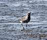 249: Plover - Black-bellied M2
