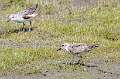 261: Sandpiper - Least (2)
