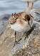 583: Sandpiper - Semipalmated M4