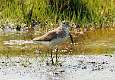 267: Sandpiper - Solitary M1