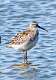 272: Sandpiper - Stilt M1