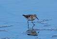 270: Sandpiper - White-rumped M1