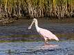 632: Spoonbill - Roseate M3