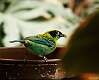301: Tanager - Green-and-gold M1