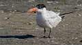 303: Tern - Caspian-1