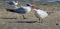 304: Tern - Caspian-2