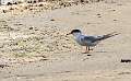 305: Tern - Common M1