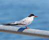 306: Tern - Common M2