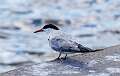 307: Tern - Common M4