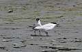 312: Tern - Gull-billed M12jpg