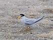 314: Tern - Least M3