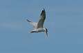 316: Tern - Royal M1