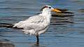 317: Tern - Royal-2