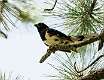 323: Towhee - Eastern M3