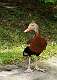 352: Whistling-duck - Black-bellied M1