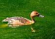 353: Whistling-duck - Fulvous M2