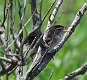370: Wren - Marsh M2
