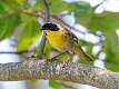 375: Yellowthroat - Common M1