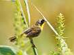 376: Yellowthroat - Common M2
