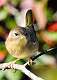 377: Yellowthroat - Common-1