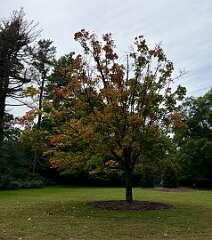 182: CarolAnnManfria_2026-92